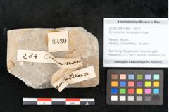Foto (Objekt + Etikett) von Cinnamomum lanceolatum Unger (NHMW-GEO-2024-0188-11430)